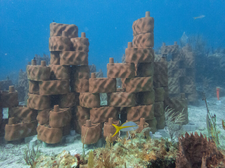 Reviving Coastal Reefs: A Collaborative Effort in the Virgin Islands