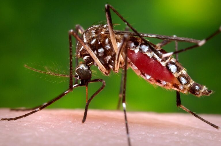 Dengue Cases on the Rise: Health Officials Urge Vigilance Amid Caribbean Outbreaks