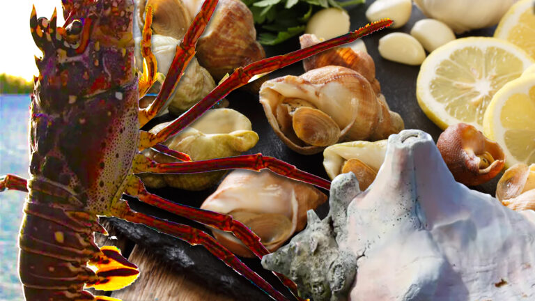 Updated Closed Seasons for Lobster, Conch and Whelk Announced
