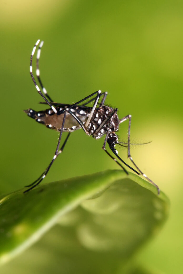 Public Health and Environmental Teams Launch Community Effort to Combat Mosquito Breeding in High-Risk Areas