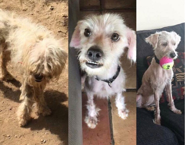 PAW BVI Nears Milestone of 5,000 Spay/Neuter Surgeries