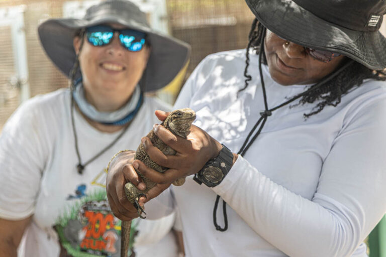 Conservation Program Helps Boost Critically Endangered Anegada Rock Iguana