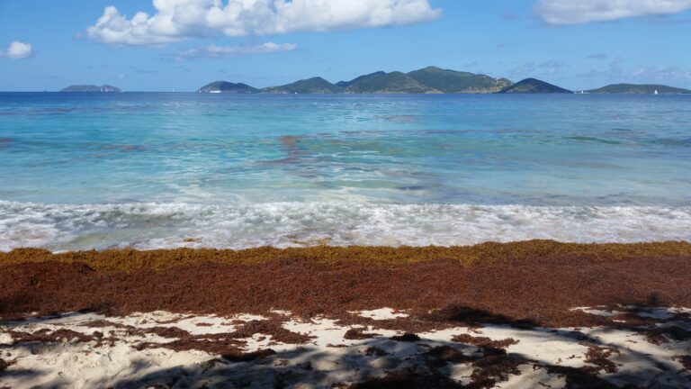 Virgin Islands Develops Multi-Tiered Strategy to Address Record Sargassum Landings